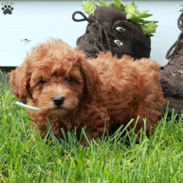 Otis, Miniature Poodle Puppy