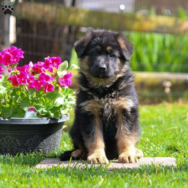 Ottie, German Shepherd Puppy