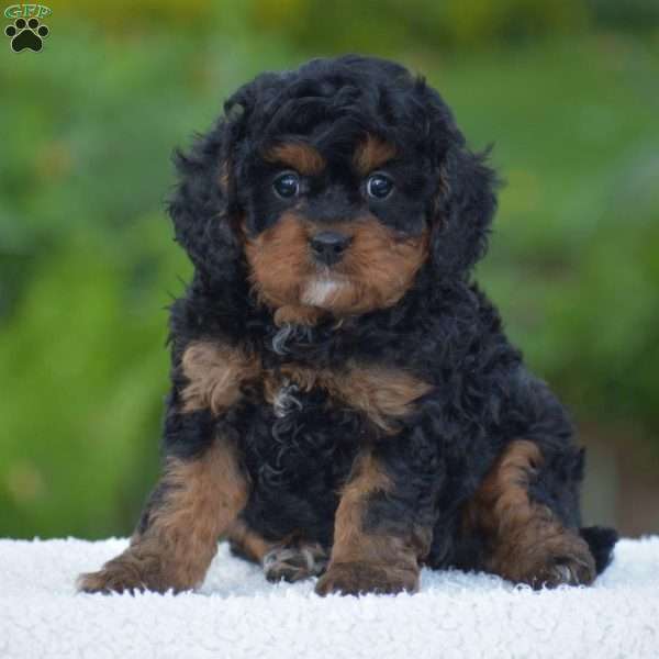 Hunter, Cavapoo Puppy