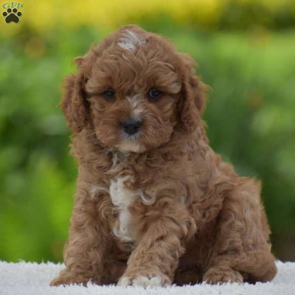 Heidi, Cavapoo Puppy