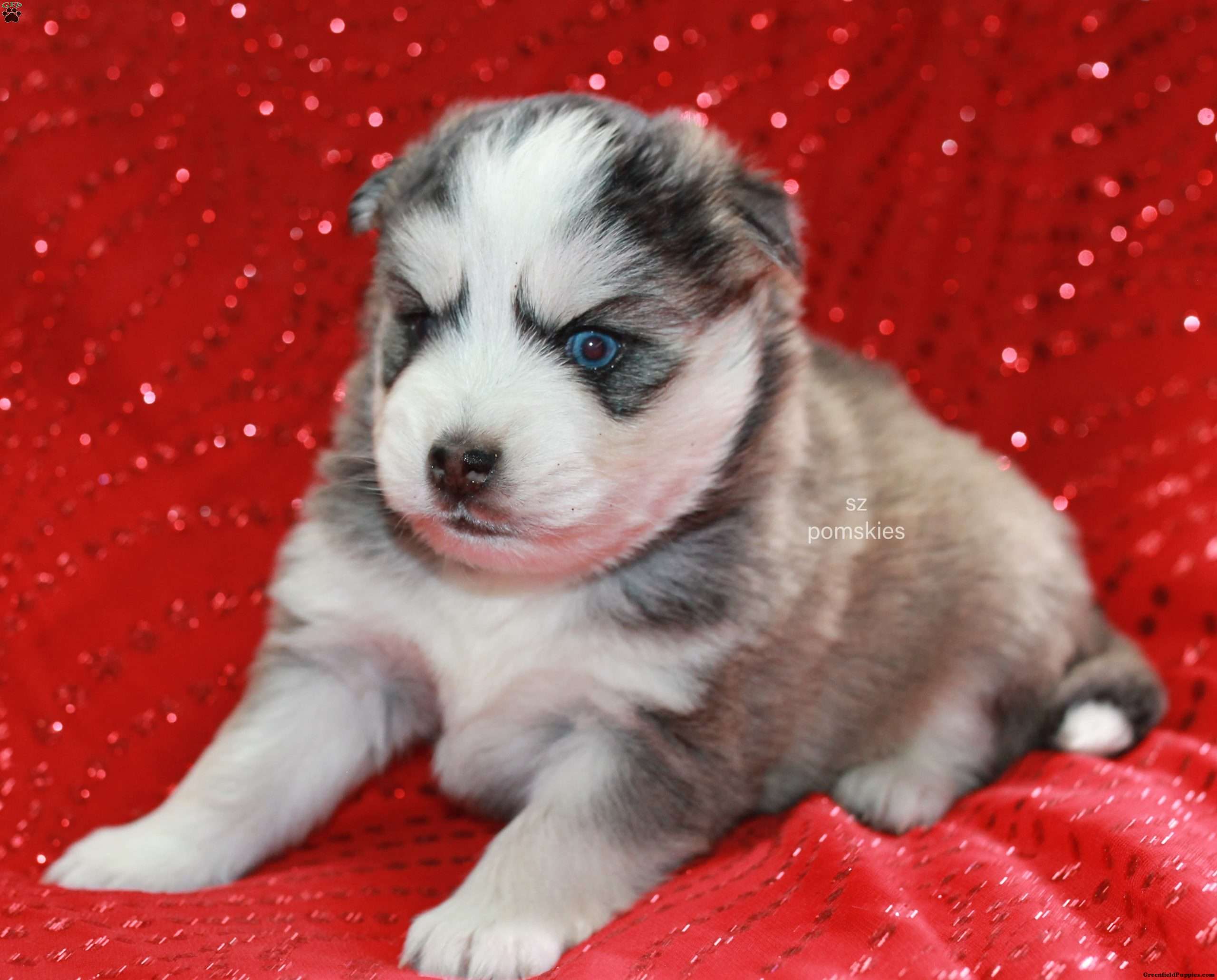 Duke - Pomsky Puppy For Sale in Iowa