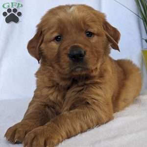 Cooper, Golden Retriever Puppy
