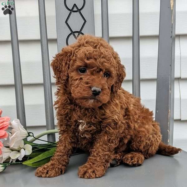 George- F1bb, Mini Goldendoodle Puppy
