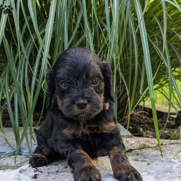 Princess, Cockapoo Puppy