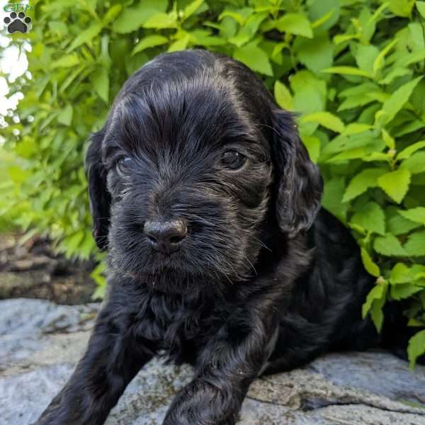 Hank, Cockapoo Puppy