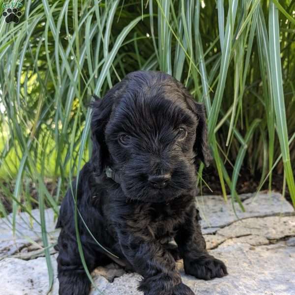 Buster, Cockapoo Puppy