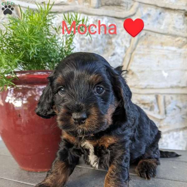 Mocco, Cockapoo Puppy