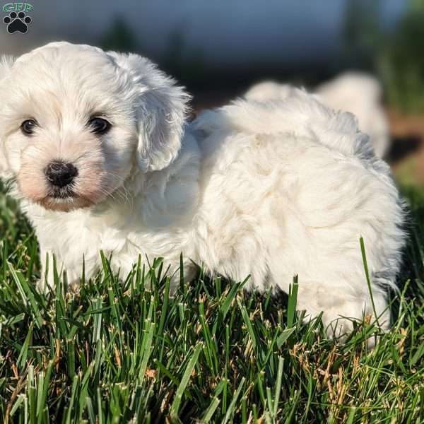 Daisy, Bichon Frise Puppy