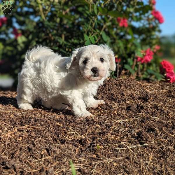 Lila, Bichon Frise Puppy