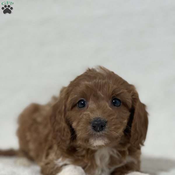 Pacco, Cavapoo Puppy