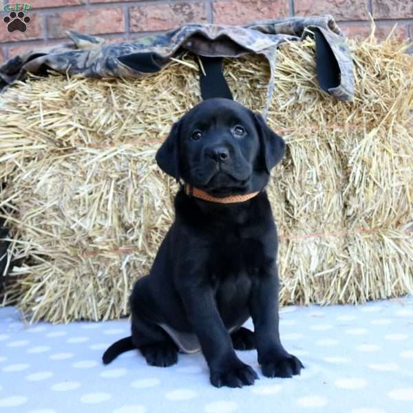 Paisley, Black Labrador Retriever Puppy