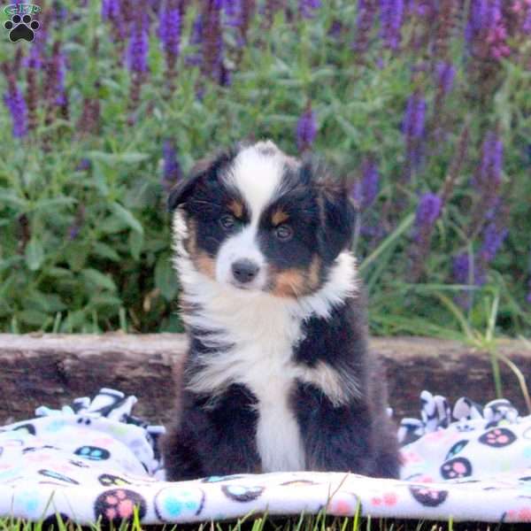 Pansy, Miniature Australian Shepherd Puppy