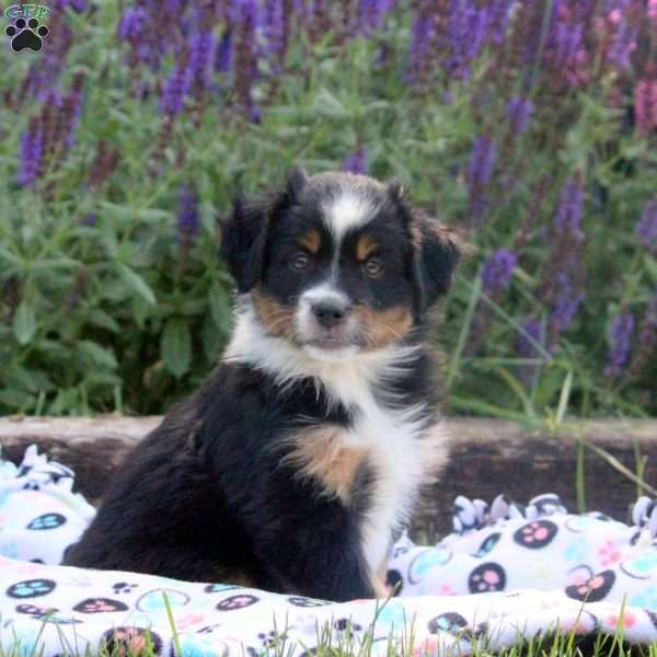 Patches, Miniature Australian Shepherd Puppy