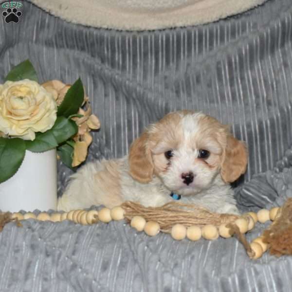 Patches, Cavachon Puppy