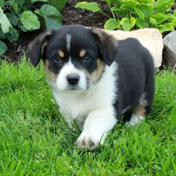 Patrick, Pembroke Welsh Corgi Puppy