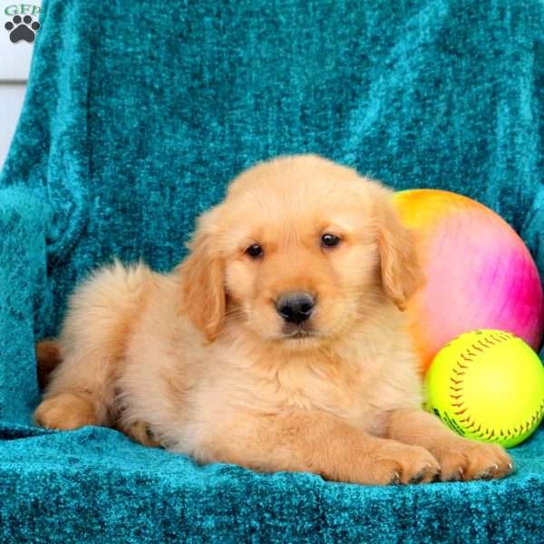 Paxton, Golden Retriever Puppy
