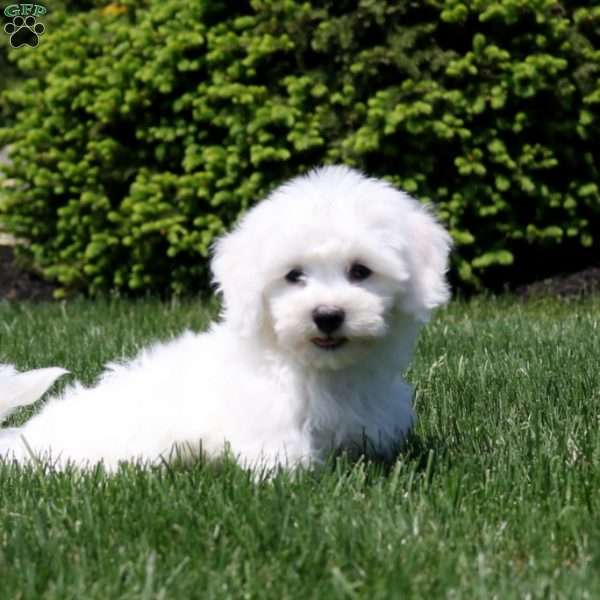 Paxton, Bichon Frise Puppy