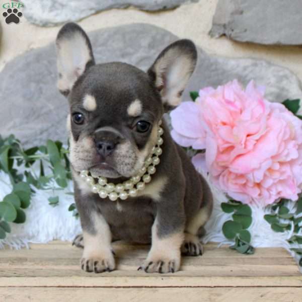 Peach Blossom, French Bulldog Puppy