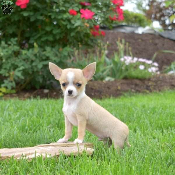 Peanut, Chihuahua Puppy