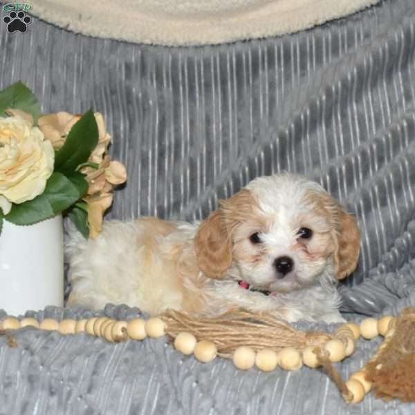 Pearl, Cavachon Puppy