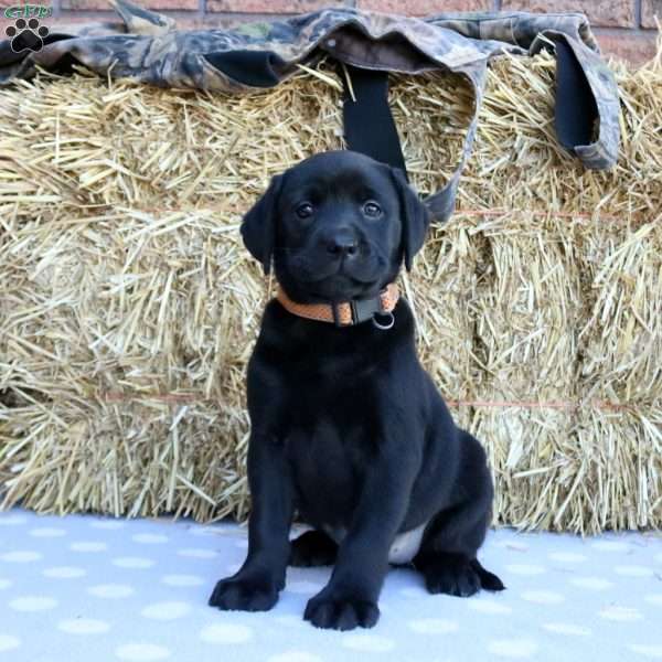 Pearl, Black Labrador Retriever Puppy