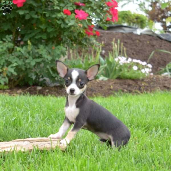 Pebbles, Chihuahua Puppy