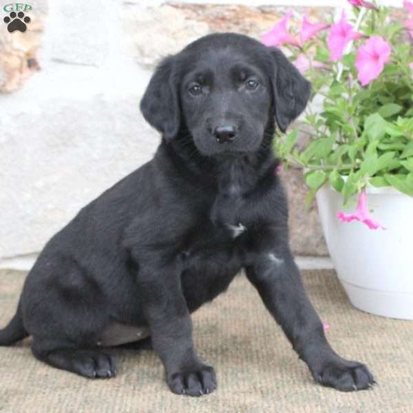 Penelope, German Shepherd Mix Puppy