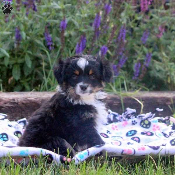 Penny, Miniature Australian Shepherd Puppy