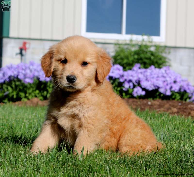 Penny - Golden Retriever Puppy For Sale in Pennsylvania