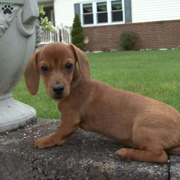 Pepper, Dachshund Puppy