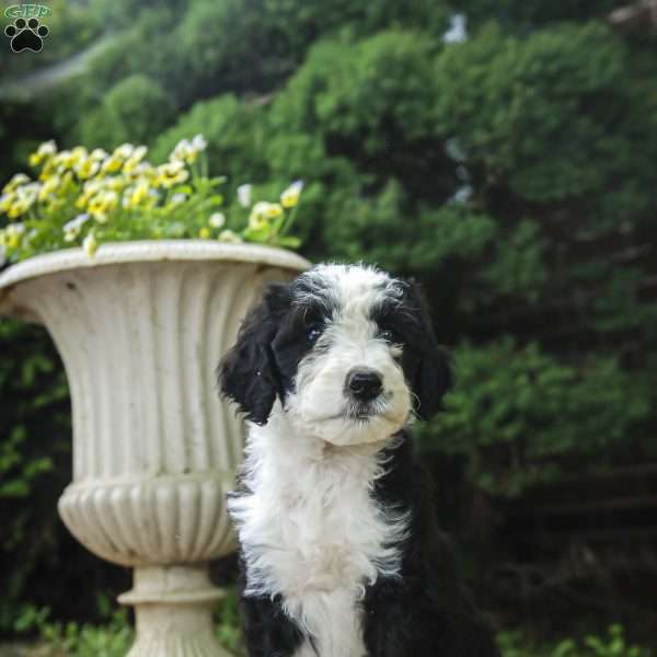 Pepper f1 Petite, Sheepadoodle Puppy