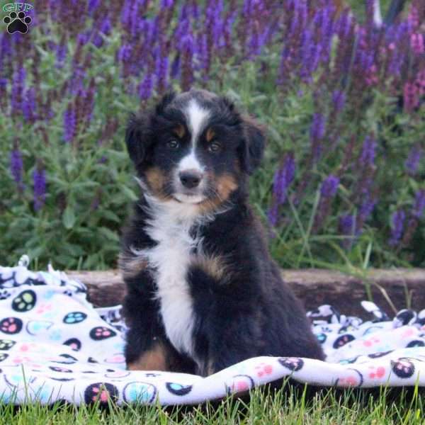 Pepsi, Miniature Australian Shepherd Puppy