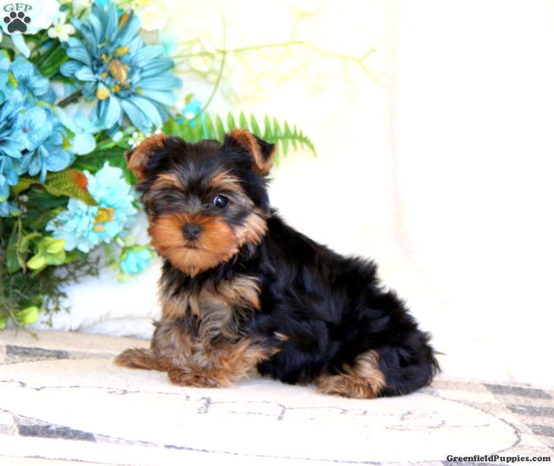 Pepsi - Yorkie Puppy For Sale in Pennsylvania