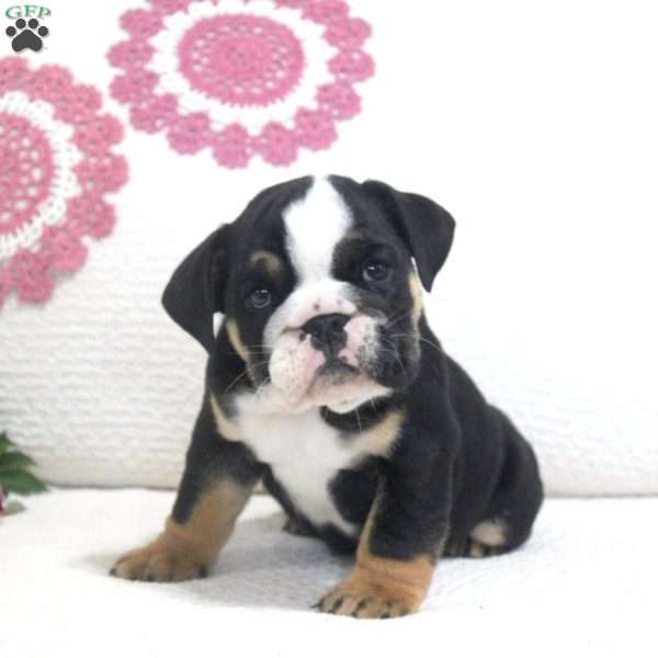 Peter, English Bulldog Puppy