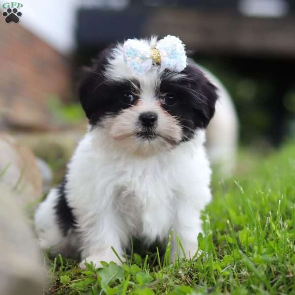 Petunia, Teddy Bear Puppy