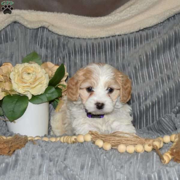 Petunia, Cavachon Puppy