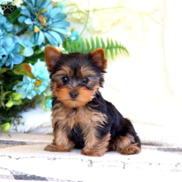 Peyton, Yorkie Puppy