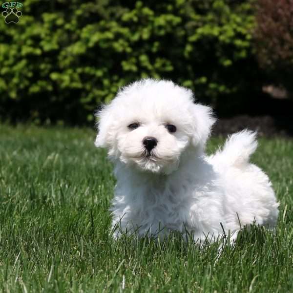 Philip, Bichon Frise Puppy