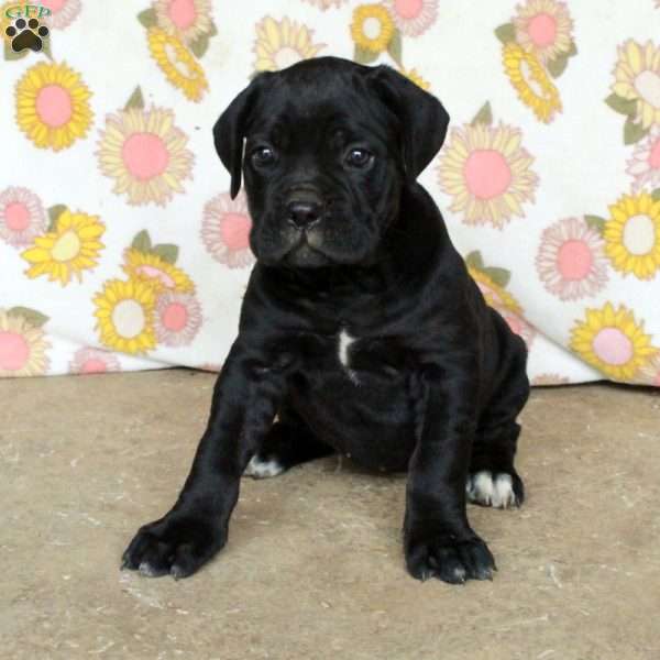 Phoebe, Cane Corso Puppy