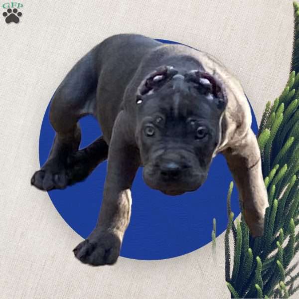 Green, Cane Corso Puppy