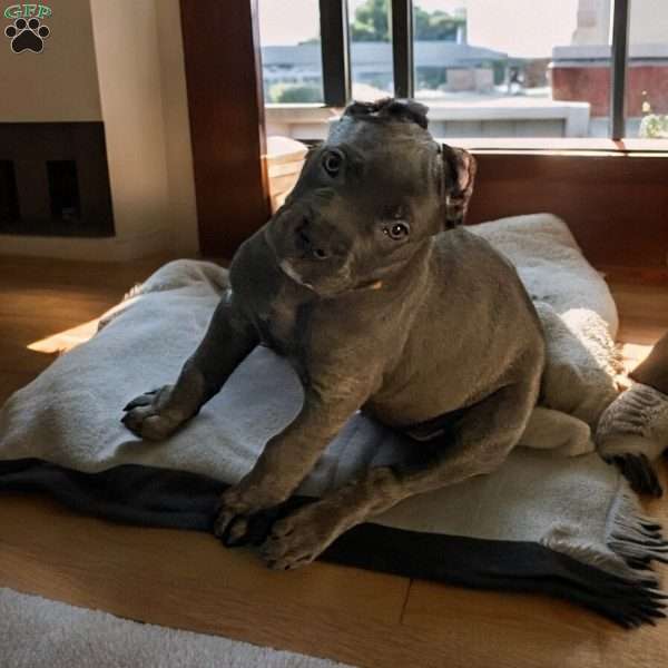 Pink, Cane Corso Puppy