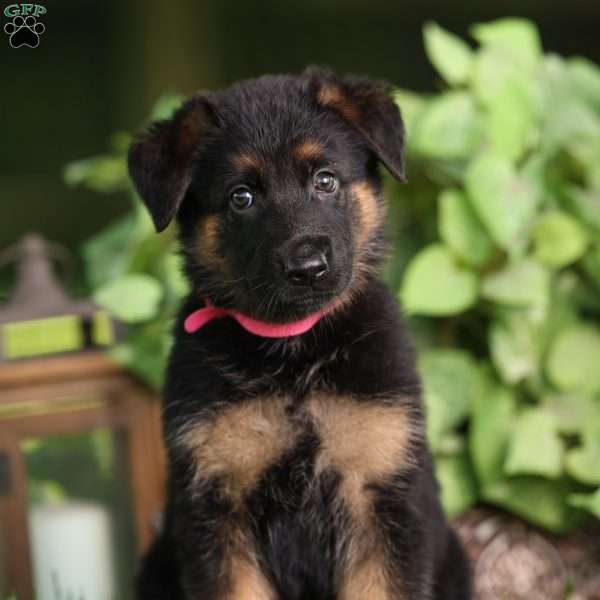 Ellie, German Shepherd Puppy