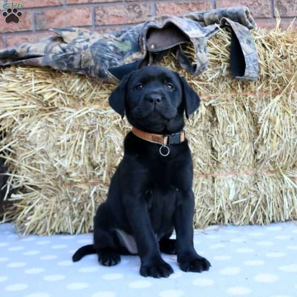 Piper, Black Labrador Retriever Puppy