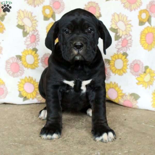 Pippa, Cane Corso Puppy