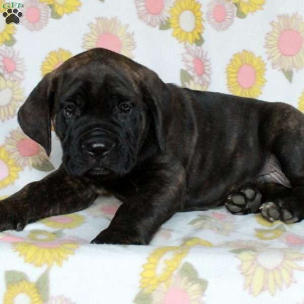 Pippin, Cane Corso Puppy