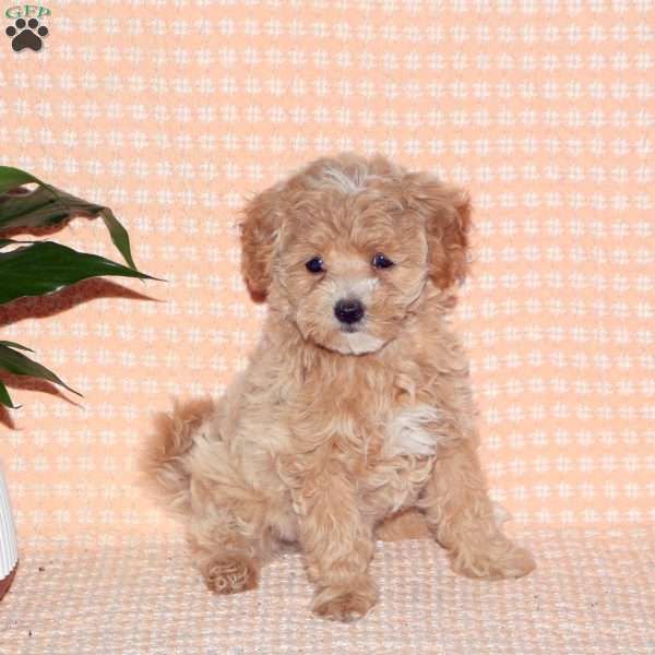 Pixie, Maltipoo Puppy