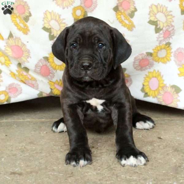 Pluto, Cane Corso Puppy