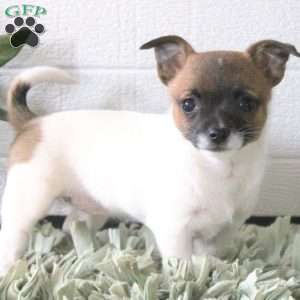 Chihuahua Puppies For Sale - Greenfield Puppies