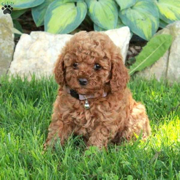 Polly, Miniature Poodle Puppy