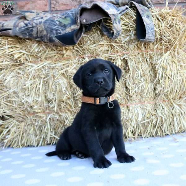 Polly, Black Labrador Retriever Puppy